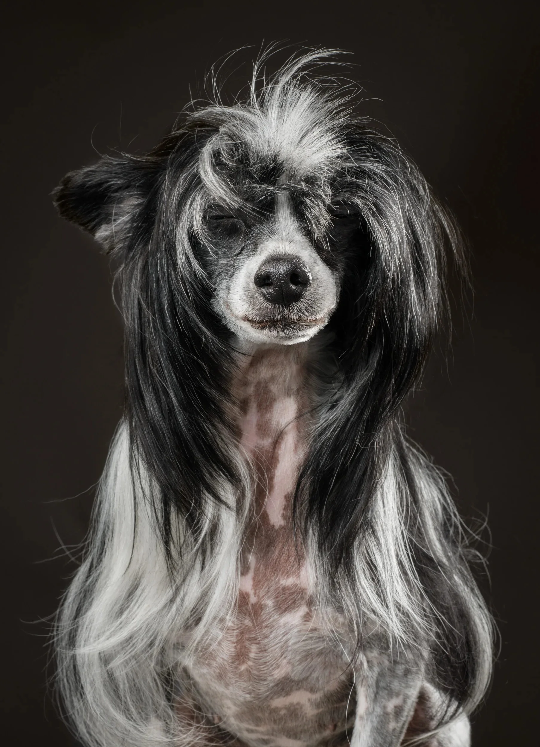 Peaceful portrait of a Chinese Crested dog with long black and white hair.